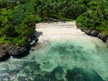 Hindistan cevizi palmiyeleri ve yeşil ormanlı kumsal. Carabao Adası. Romblon, Filipinler.