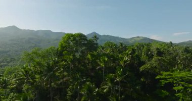Tropik dağ sırası ve dağ yamaçlarında yağmur ormanları. Mindanao. Filipinler.