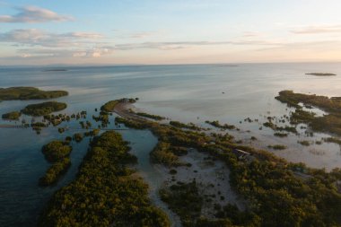 Sahildeki tropikal mangrov ormanlarının manzarası. Olango Adası, Lapu-Lapu, Filipinler 'de yeşil bitki örtüsü.