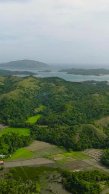 Yeşil tepeler ve çeltik tarlaları, hava manzarası. Santa Fe, Tablas, Romblon. Filipinler. Dikey görünüm.