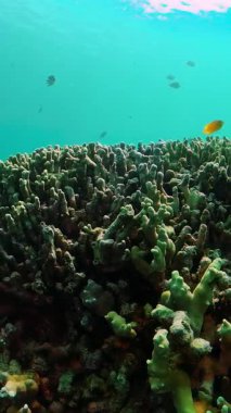 Denizaltı dünyasının balıklarıyla dolu güzel ve çeşitli mercan resifleri. Dikey görünüm.