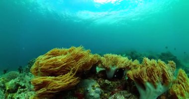 Colorful soft coral reef and tropical fish, underwater seascape.
