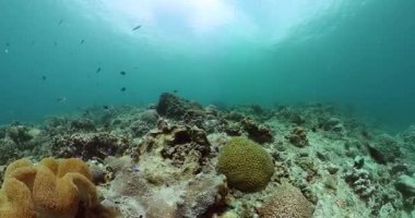 Su altı deniz manzarası, tropikal balıklar ve mercan resifleri. Deniz koruma alanı manzarası.