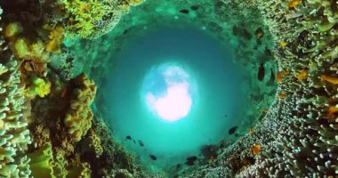 Tropikal balıklar ve renkli mercanlarla dolu sualtı dünyası.