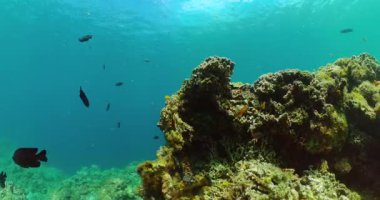 Mercanlar ve renkli balıklar. Deniz balığı resiflerinin altında..