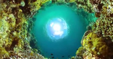 Su altı balık resifi denizcisi. Mercan resifi ekosistemi.