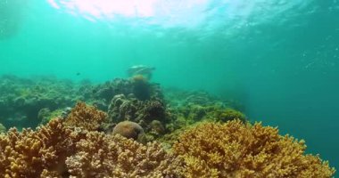 Mercan bahçesindeki kaplumbağa, sualtı dünyası. Dalış ve şnorkelle yüzme sahnesi.