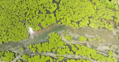 Surigao del Norte 'deki eşsiz ekosistemin havadan görünüşü, güneş ışığının yansıttığı mangrovlar. Mindanao, Filipinler.