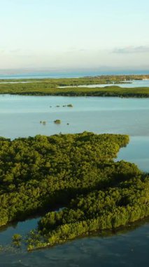 Olango Adası Vahşi Yaşam Sığınağı 'ndaki mangrov ormanının güzel manzarası. Lapu-Lapu, Filipinler. Cebu. Dikey görünüm.