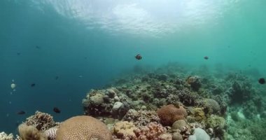 Su altındaki resif tropikal mercan bahçesi. Mercan manzarası, tropikal balıklar ve mercanlar.