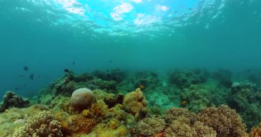 Denizin altında güzel yumuşak mercanlar. Su altı dünyası arka planı, mercan resifi ekosistemi.