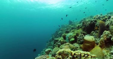 Balıklar ve resifler, deniz yaşamının altında. Tropikal balık ve sert mercan resifleri suyun altında.