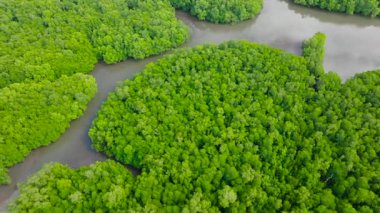 Bintuan 'da mangrov ağaçları olan sulak alanlar. Coron, Palawan, Filipinler.