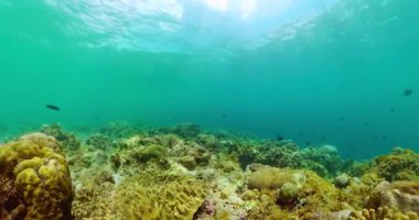 Dünya sualtı yaşamı mercan resifleri ve renkli balıklarla dolu..