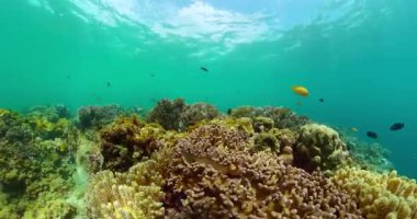 Renkli balıklar ve mercan resifleri. Tropikal balıklarla sualtı yaşamı.