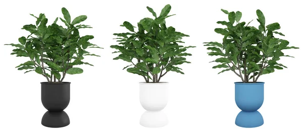 stock image Indoor plants. Beautiful green tree in stylish flower pots for the interior. In white, black and blue pot. Different angles. 3d illustration