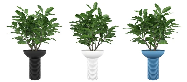 Indoor Plants Beautiful Green Tree Stylish Flower Pots Interior White — Stock Photo, Image