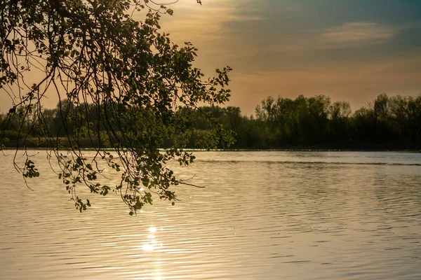 Güzel botanik çekimi, doğal duvar kağıdı Uralsk, Kazakistan