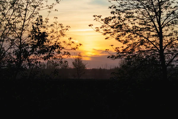 Güzel botanik çekimi, doğal duvar kağıdı Uralsk, Kazakistan