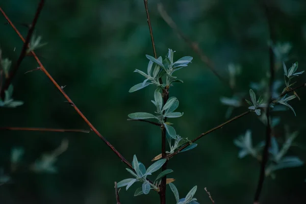Güzel botanik çekimi, doğal duvar kağıdı Uralsk, Kazakistan