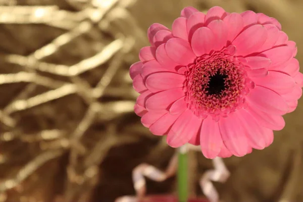 Rosa Gerber Blume Auf Goldenem Hintergrund — Stockfoto