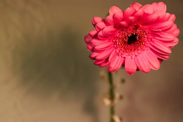 Pink gerber flower on golden background