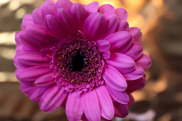 Pink Gerber Flower Golden Background — Stock Photo, Image