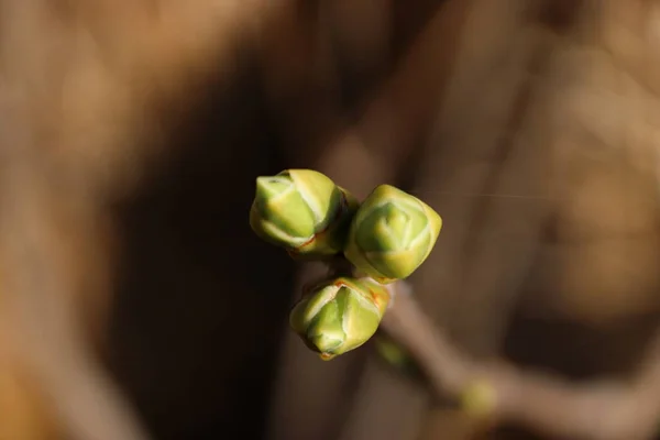 Buds Lilás Primavera Está Chegando — Fotografia de Stock