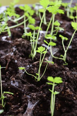 İki aylık kök kereviz tohumları.