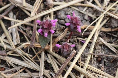 Çayırda mor bahar çiçekleri