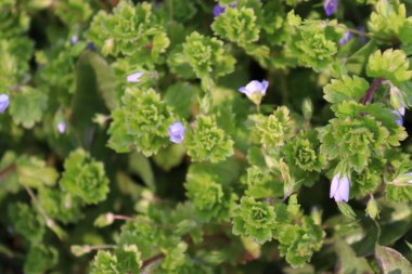 Polonya çayırında bahar çiçekleri