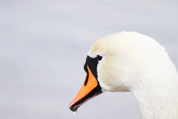 Лебедь Естественной Среде Обитания — стоковое фото