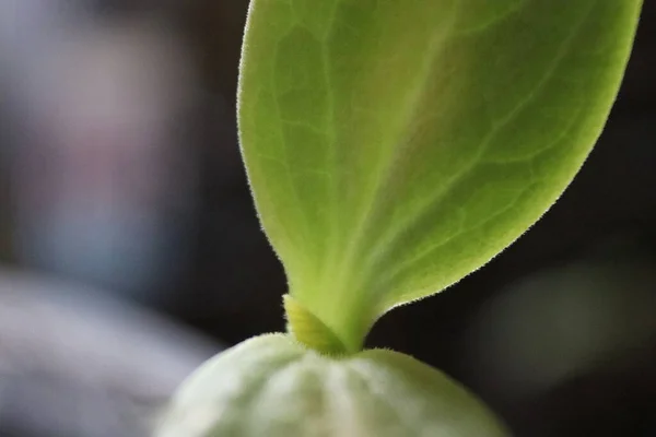 Wassermelonen Sämling Wächst Hause — Stockfoto