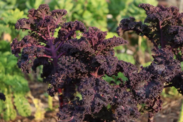 Kale vegetables in a natural home garden
