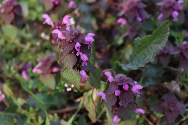 Фиолетовые Весенние Цветы Лугу — стоковое фото