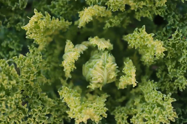 Kapusta Warzywa Naturalnym Ogrodzie — Zdjęcie stockowe