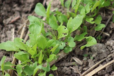 Genç marul fideleri doğal bir bahçede yetişir.