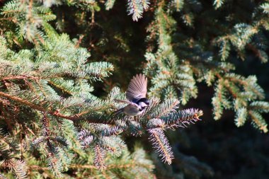 A tit is looking for food in a tree