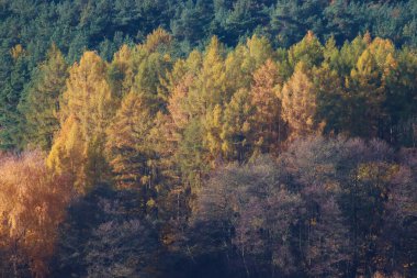 Ormanda sonbahar, renkli yapraklar, yürüyüş.
