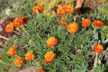 Marigold, nematodları püskürten bir portakal çiçeği.