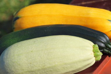 Cucurbit sebzeleri ev bahçesinden toplandı. Polonya 'da olgun sonbahar sebzeleri