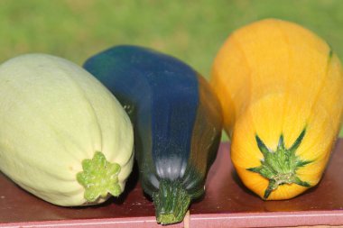 Cucurbit sebzeleri Kasım ayında ev bahçesinde toplandı.