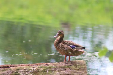 Polonya 'da bir parkta ördekler için doğal bir yaşam alanı olan bir gölet. Birçok hayvan için bir yaşam alanı.