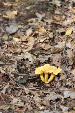 Chanterelle mantarı, Polonya 'da bir ormanda bulunan mantar. Yenilebilir bir mantar, yemek pişirmeye değer.