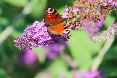 Bir tavus kuşu kelebeği mor budleia çiçeklerinin üzerinde oturur. Vudleja çalısı kelebekleri çeker..