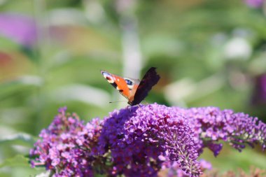 Bir tavus kuşu kelebeği mor budleia çiçeklerinin üzerinde oturur. Vudleja çalısı kelebekleri çeker..
