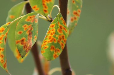 Armut pası, armut ağaçlarının yapraklarına saldıran bir mantar hastalığı. Ağaçlardaki mantar hastalıkları.