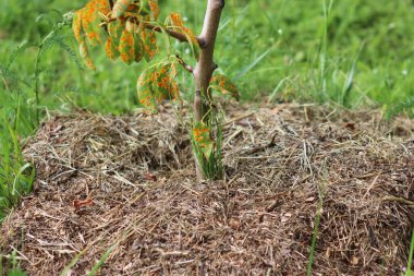 Samanla kaplanmış armut ağacı. Genç armut tohumu.