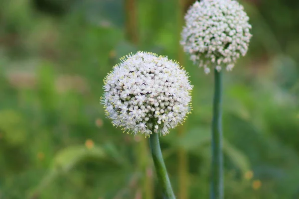 An onion flower grows on a bed in the garden. After pollination, onion seeds will be produced.