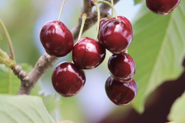Olgun kirazlar yazın Polonya 'da bir ağaçta yetişir. Ağaçta büyüyen kirazlar..